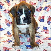 Boxer puppies ready for good homes