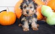 lovely t-cup yorkshire terrier puppies for sale