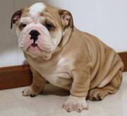 Cute and Lovely English Bull Dog Puppies Ready to go