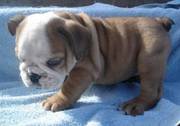 Affectionate English Bulldog Puppies For Sale