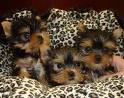 lovely looking yorkshire terrier puppies for free  adoption