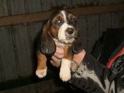 Cute Basset Hound Puppies for sale