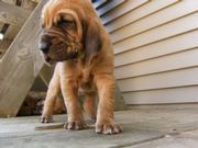 Cute Bloodhound Puppies for sale