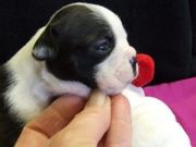 Cute Boston Terrier Puppies for sale