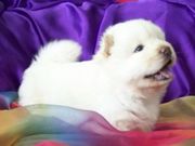 Adorable Chow Chow Puppies for sale