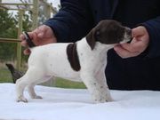 Cute UKC German Shorthaired Pointer Puppies for sale