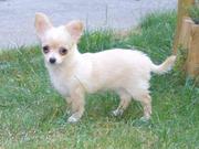Cute Chihuahua Puppies Now Available For Home Sale