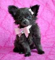 Adorable Chihuahua Puppies for adoption 