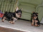 Baby Face Cute Yorkie Puppies Ready Now