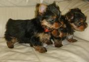 LOVELY TEACUP YOKKIE PUPPIES FOR FREE ADOPTION