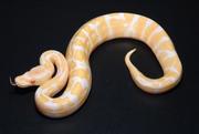Albino and Piebald Ball Pythons For Adoption